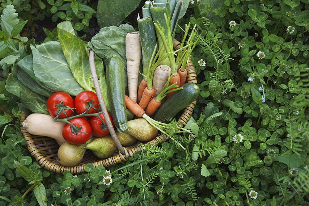 healthy eating for kids. start a garden