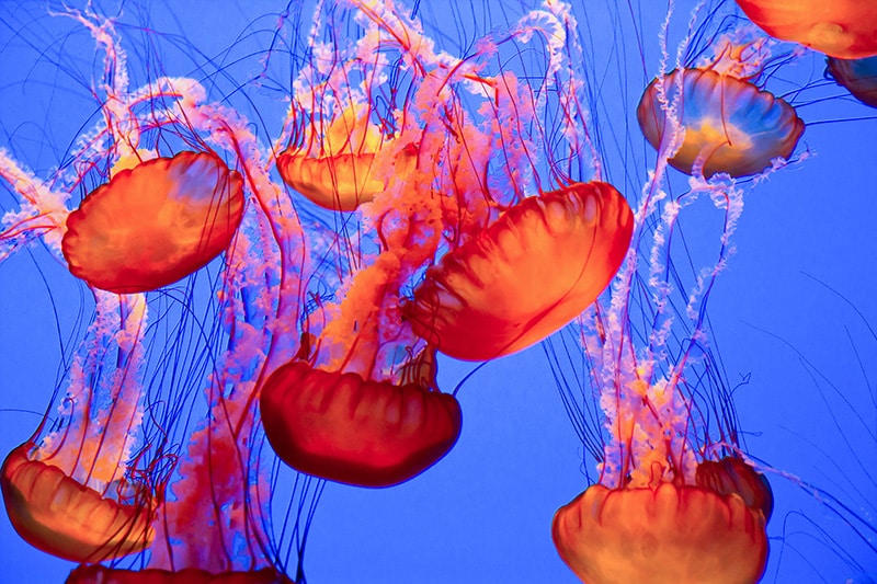 Things to do in Monterey: Monterey Bay Aquarium