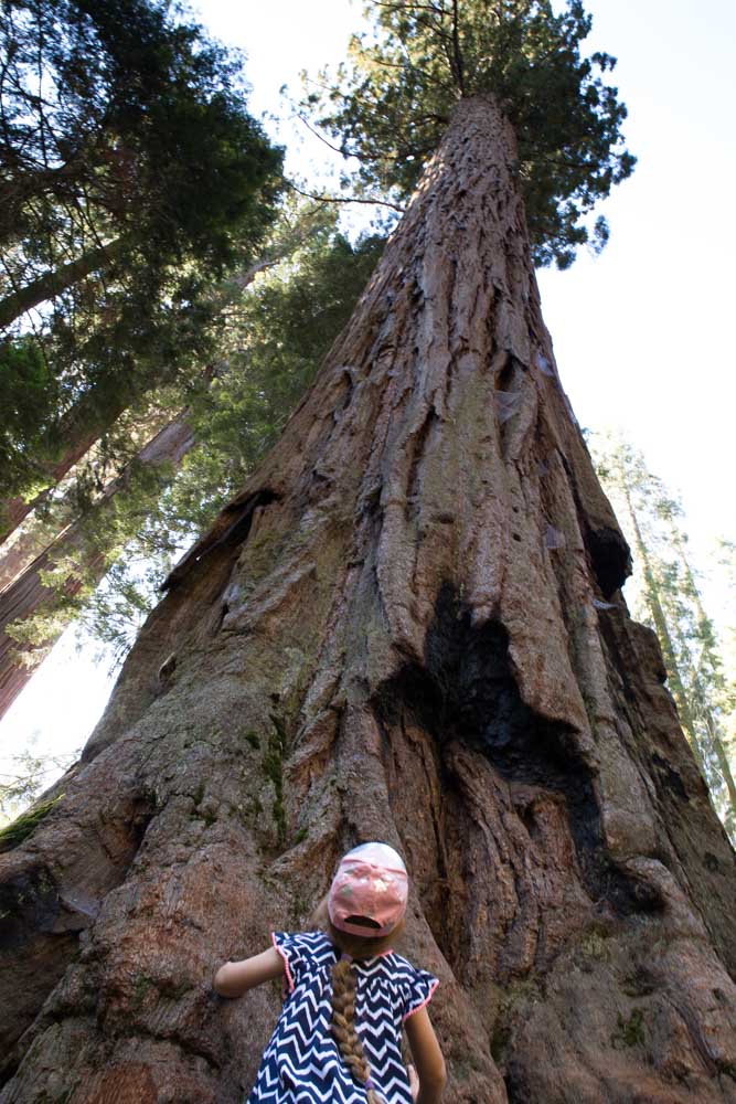 Sequoia NP With Kids Meraki Mother 