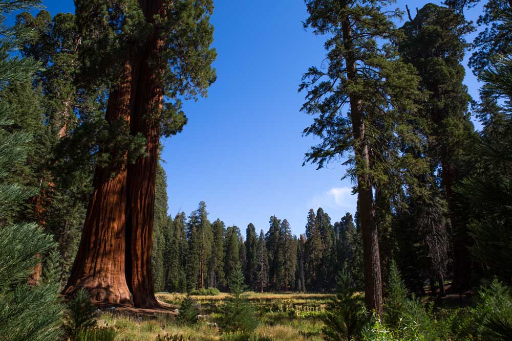 Sequoia NP With Kids Meraki Mother