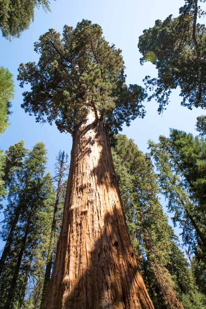 Sequoia NP With Kids Meraki Mother