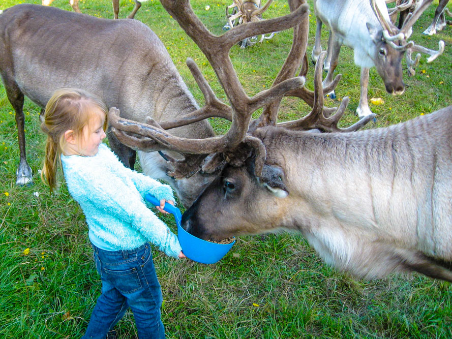 See Reindeer in Finland