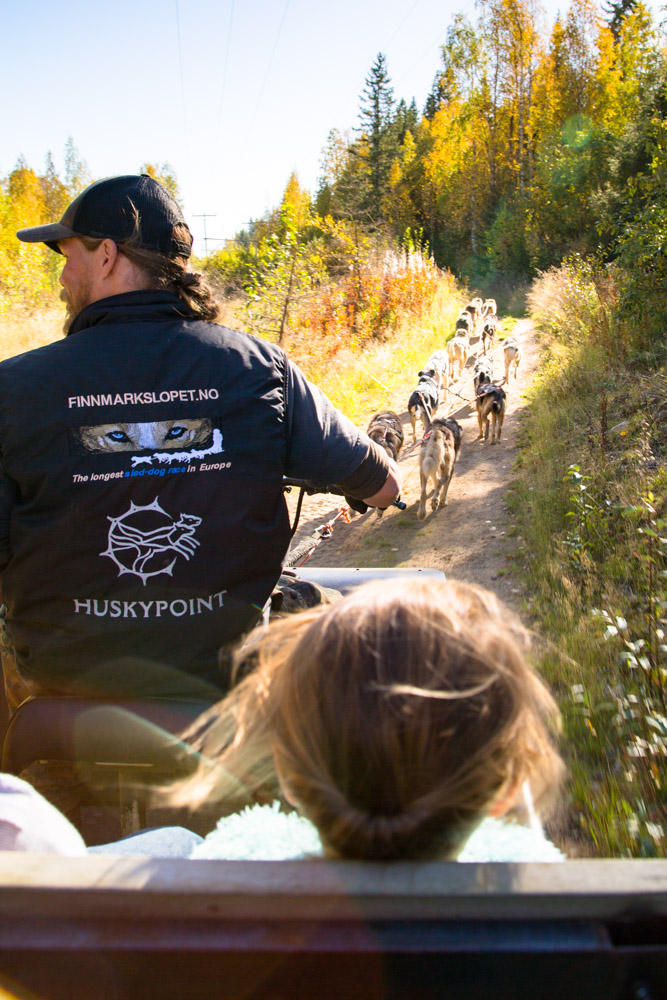 Husky Sled Ride Finland