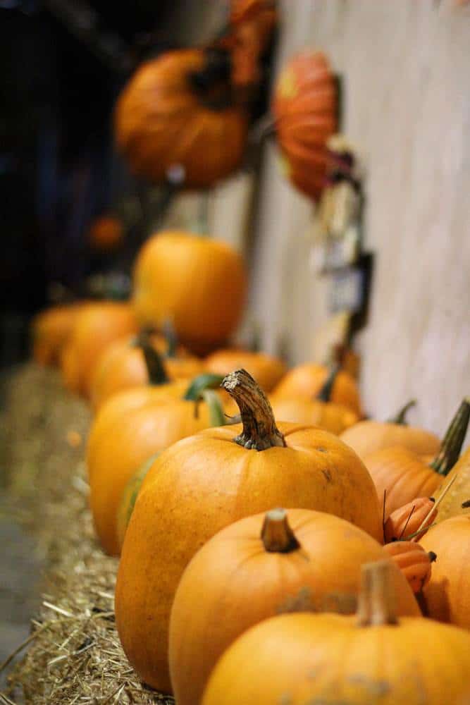 Pumpkin toss halloween game for kids