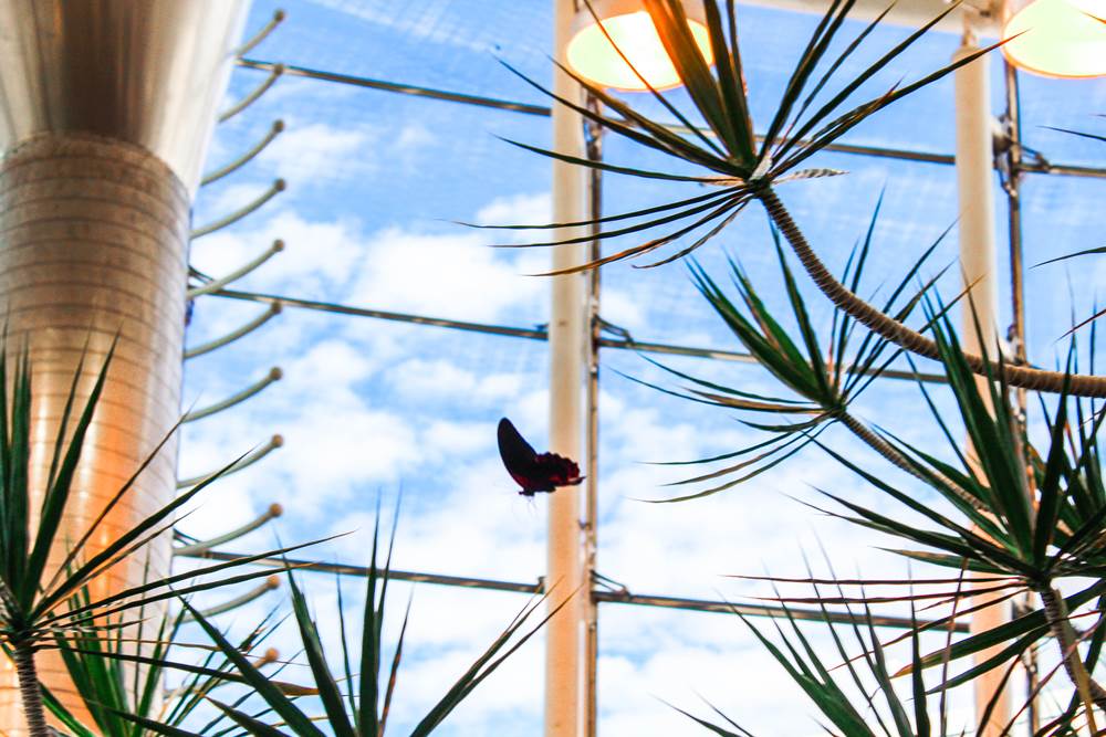 Butterfly garden in the Strong museum of play